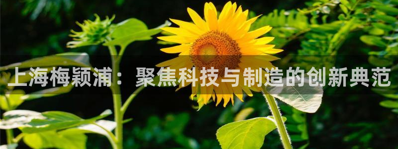 门徒娱乐队究7276O：上海梅颖浦：聚焦科技与制造的创新典范